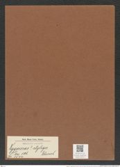 Zygoceros ? styliger Ehrenb. (de-Toni-Nr.: Genus 126, Species 3544) Zeichnungen Sammlung Grunow Mappe 03717 (Herbarium_W_Grunow_drawings_Folder_03717)